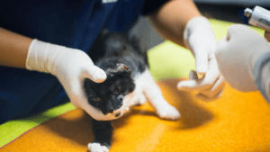 When Your Cat Needs Emergency Care