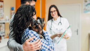 Pet Insurance 101: How Having It Helps Cover the Cost of Emergency Care