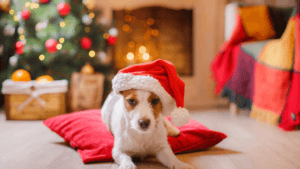 Pet Holiday Safety Tips